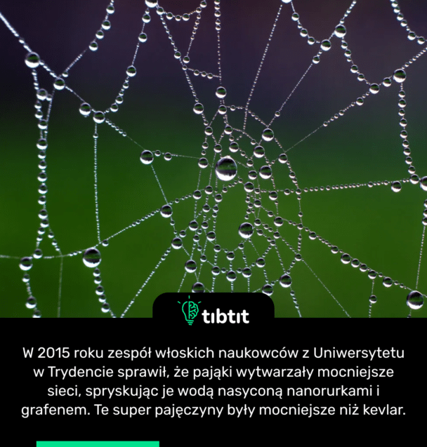 W 2015 roku zespół włoskich naukowców z Uniwersytetu w Trydencie sprawił, że pająki wytwarzały mocniejsze sieci, spryskując je wodą nasyconą nanorurkami i grafenem. Te super pajęczyny były mocniejsze niż kevlar.