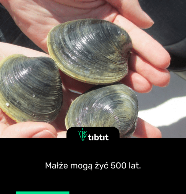 Małże mogą żyć 500 lat.