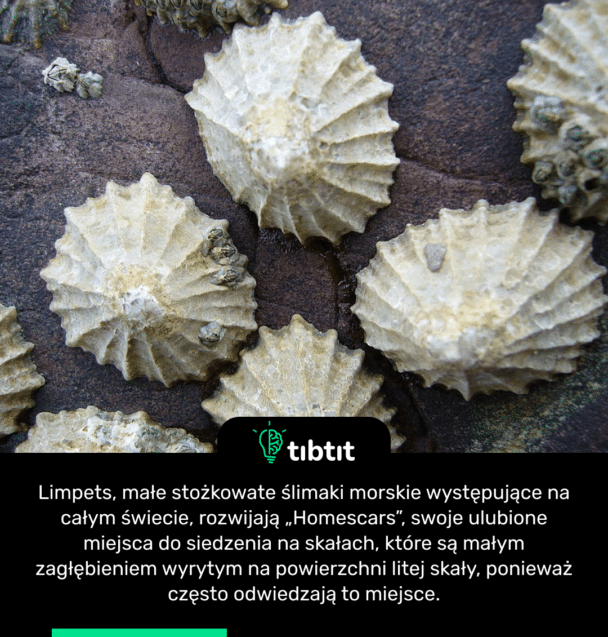 Limpets, małe stożkowate ślimaki morskie występujące na całym świecie, rozwijają „Homescars”, swoje ulubione miejsca do siedzenia na skałach, które są małym zagłębieniem wyrytym na powierzchni litej skały, ponieważ często odwiedzają to miejsce.