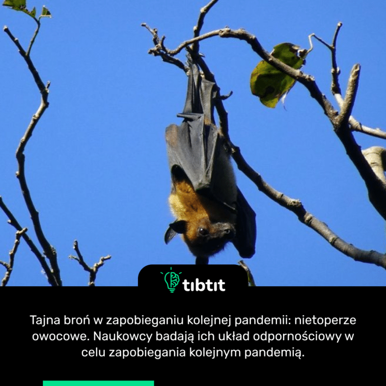 Tajna broń w zapobieganiu kolejnej pandemii: nietoperze owocowe. Naukowcy badają ich układ odpornościowy w celu zapobiegania kolejnym pandemią.
