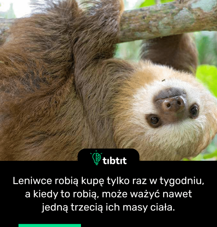 Leniwce robią kupę tylko raz w tygodniu, a kiedy to robią, może ważyć nawet jedną trzecią ich masy ciała.