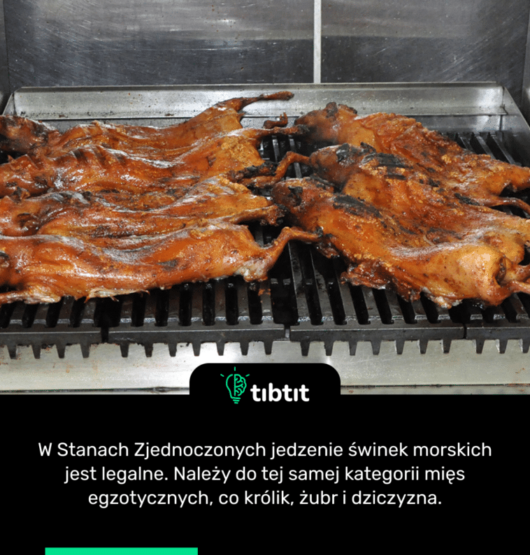 W Stanach Zjednoczonych jedzenie świnek morskich jest legalne. Należy do tej samej kategorii mięs egzotycznych, co królik, żubr i dziczyzna.