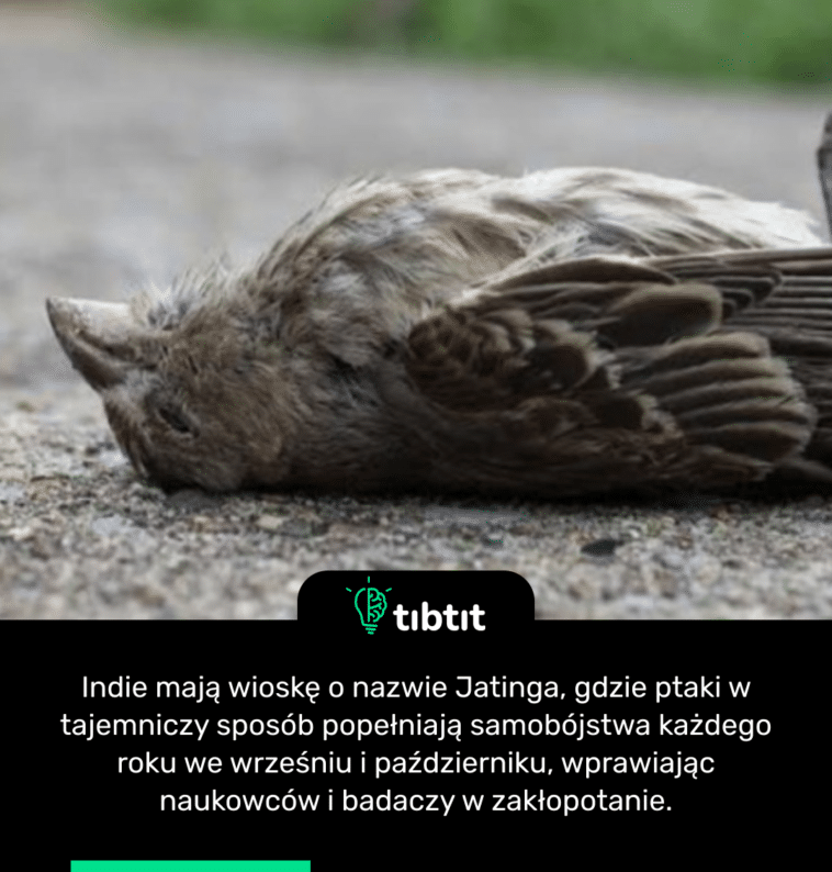 Indie mają wioskę o nazwie Jatinga, gdzie ptaki w tajemniczy sposób popełniają samobójstwa każdego roku we wrześniu i październiku, wprawiając naukowców i badaczy w zakłopotanie.