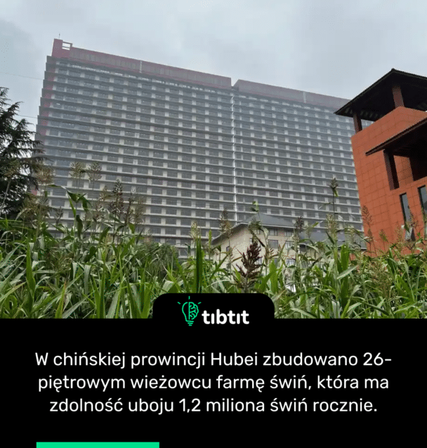 W chińskiej prowincji Hubei zbudowano 26-piętrowym wieżowcu farmę świń, która ma zdolność uboju 1,2 miliona świń rocznie.