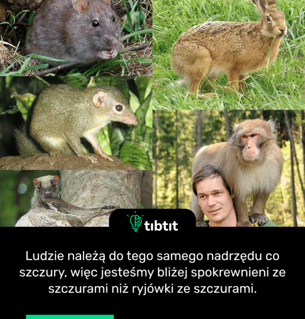 Ludzie należą do tego samego nadrzędu co szczury, więc jesteśmy bliżej spokrewnieni ze szczurami niż ryjówki ze szczurami.