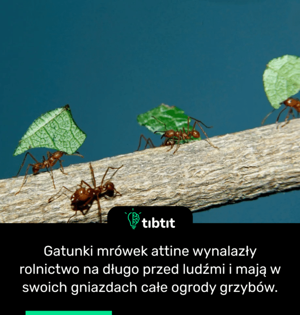 Gatunki mrówek attine wynalazły rolnictwo na długo przed ludźmi i mają w swoich gniazdach całe ogrody grzybów.