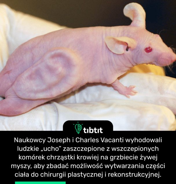 Naukowcy Joseph i Charles Vacanti wyhodowali ludzkie „ucho” zaszczepione z wszczepionych komórek chrząstki krowiej na grzbiecie żywej myszy, aby zbadać możliwość wytwarzania części ciała do chirurgii plastycznej i rekonstrukcyjnej.
