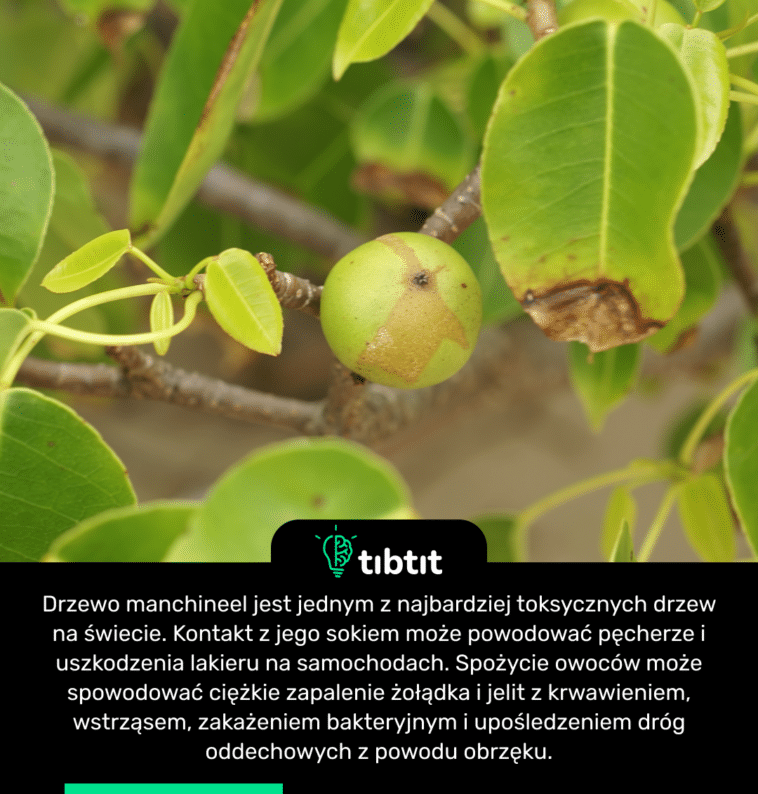Drzewo manchineel jest jednym z najbardziej toksycznych drzew na świecie. Kontakt z jego sokiem może powodować pęcherze i uszkodzenia lakieru na samochodach. Spożycie owoców może spowodować ciężkie zapalenie żołądka i jelit z krwawieniem, wstrząsem, zakażeniem bakteryjnym i upośledzeniem dróg oddechowych z powodu obrzęku.