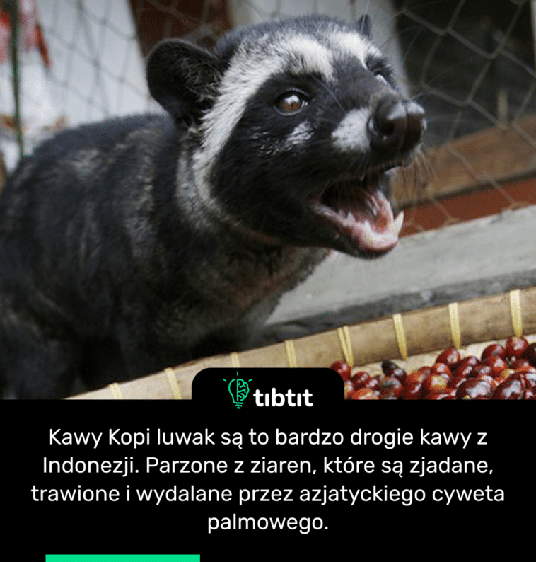 Kawy Kopi luwak są to bardzo drogie kawy z Indonezji. Parzone z ziaren, które są zjadane, trawione i wydalane przez azjatyckiego cyweta palmowego.