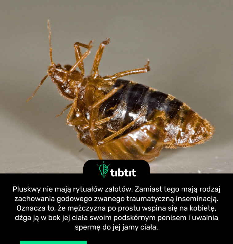 Pluskwy nie mają rytuałów zalotów. Zamiast tego mają rodzaj zachowania godowego zwanego traumatyczną inseminacją. Oznacza to, że mężczyzna po prostu wspina się na kobietę, dźga ją w bok jej ciała swoim podskórnym penisem i uwalnia spermę do jej jamy ciała.