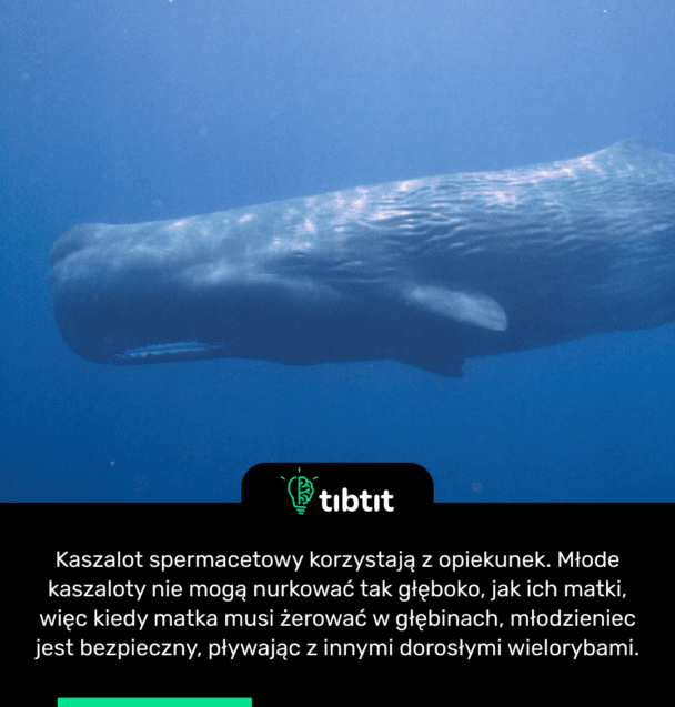 Kaszalot spermacetowy korzystają z opiekunek. Młode kaszaloty nie mogą nurkować tak głęboko, jak ich matki, więc kiedy matka musi żerować w głębinach, młodzieniec jest bezpieczny, pływając z innymi dorosłymi wielorybami.