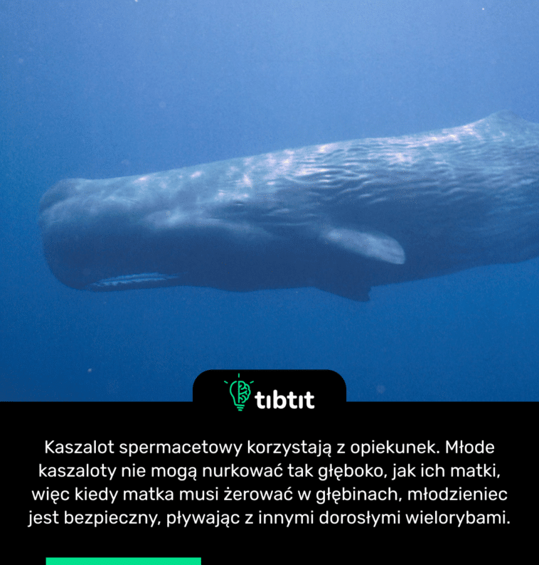 Kaszalot spermacetowy korzystają z opiekunek. Młode kaszaloty nie mogą nurkować tak głęboko, jak ich matki, więc kiedy matka musi żerować w głębinach, młodzieniec jest bezpieczny, pływając z innymi dorosłymi wielorybami.