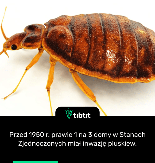 Przed 1950 r. prawie 1 na 3 domy w Stanach Zjednoczonych miał inwazję pluskiew.