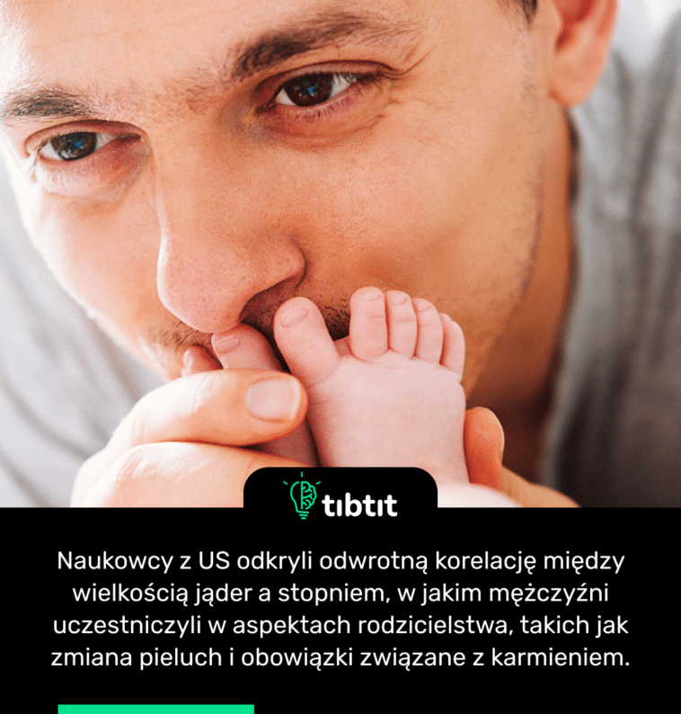Naukowcy z US odkryli odwrotną korelację między wielkością jąder a stopniem, w jakim mężczyźni uczestniczyli w aspektach rodzicielstwa, takich jak zmiana pieluch i obowiązki związane z karmieniem.