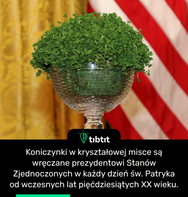 Koniczynki w kryształowej misce są wręczane prezydentowi Stanów Zjednoczonych w każdy dzień św. Patryka od wczesnych lat pięćdziesiątych XX wieku.