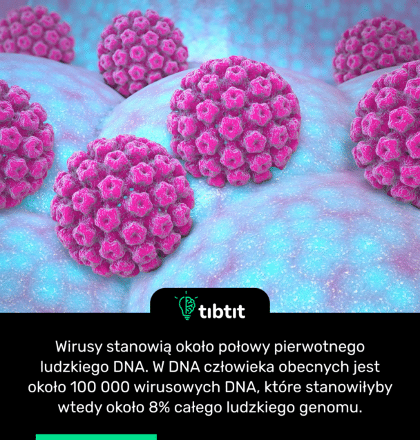 Wirusy stanowią około połowy pierwotnego ludzkiego DNA. W DNA człowieka obecnych jest około 100 000 wirusowych DNA, które stanowiłyby wtedy około 8% całego ludzkiego genomu.