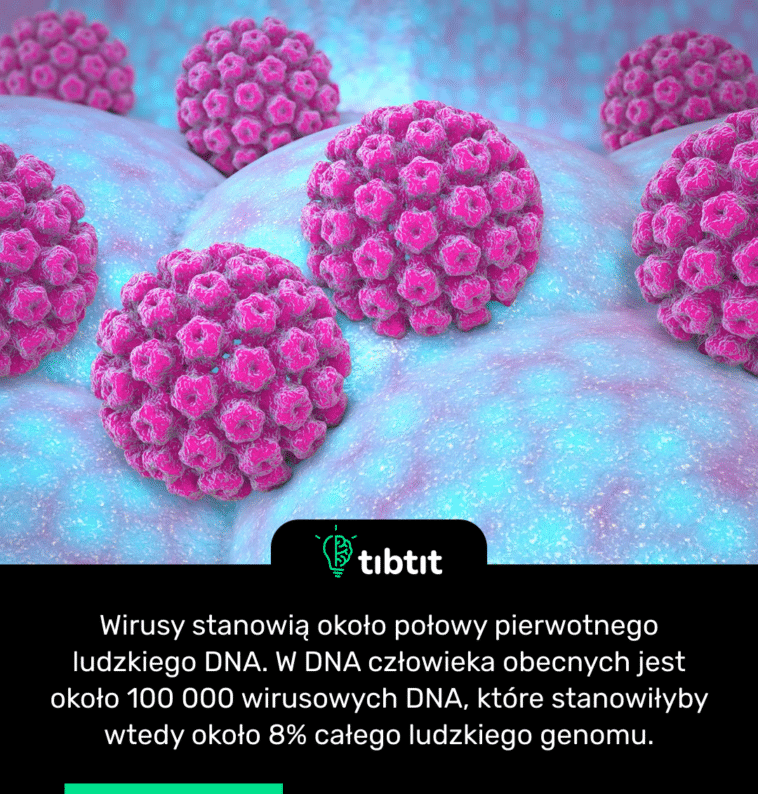 Wirusy stanowią około połowy pierwotnego ludzkiego DNA. W DNA człowieka obecnych jest około 100 000 wirusowych DNA, które stanowiłyby wtedy około 8% całego ludzkiego genomu.
