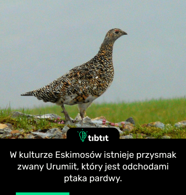 W kulturze Eskimosów istnieje przysmak zwany Urumiit, który jest odchodami ptaka pardwy.