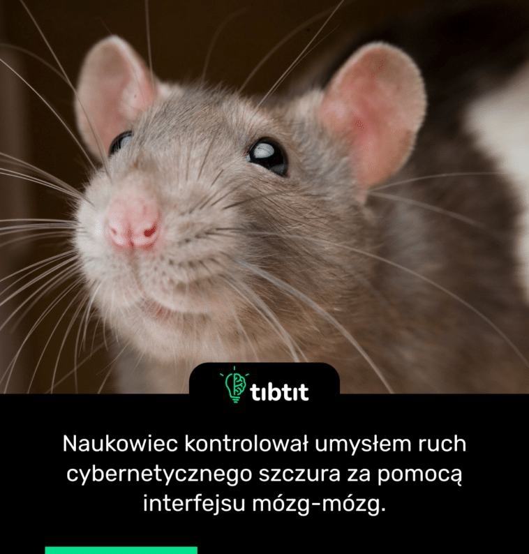 Naukowiec kontrolował umysłem ruch cybernetycznego szczura za pomocą interfejsu mózg-mózg.