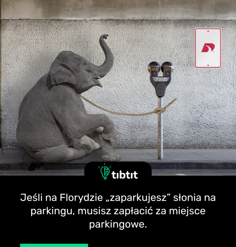 Jeśli na Florydzie „zaparkujesz” słonia na parkingu, musisz zapłacić za miejsce parkingowe.