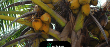 Palmy to nie drzewa; ale rodzaj trawy. Palma nie tworzy słojów podczas wzrostu – jej roczny wzrost nie jest zaznaczony na drzewie palma nie wyrasta z kory – jest w zasadzie taka sama w środku jak na zewnątrz.