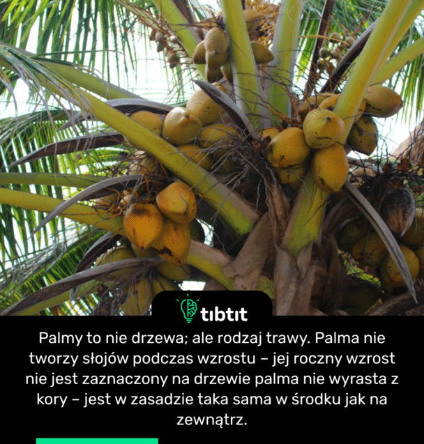 Palmy to nie drzewa; ale rodzaj trawy. Palma nie tworzy słojów podczas wzrostu – jej roczny wzrost nie jest zaznaczony na drzewie palma nie wyrasta z kory – jest w zasadzie taka sama w środku jak na zewnątrz.