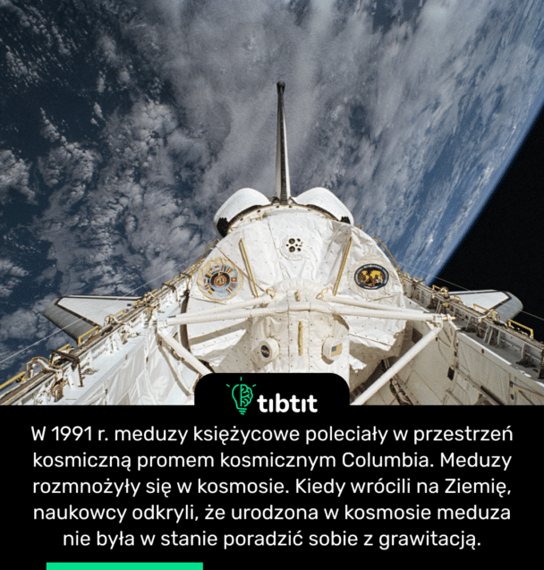 W 1991 r. meduzy księżycowe poleciały w przestrzeń kosmiczną promem kosmicznym Columbia. Meduzy rozmnożyły się w kosmosie. Kiedy wrócili na Ziemię, naukowcy odkryli, że urodzona w kosmosie meduza nie była w stanie poradzić sobie z grawitacją.