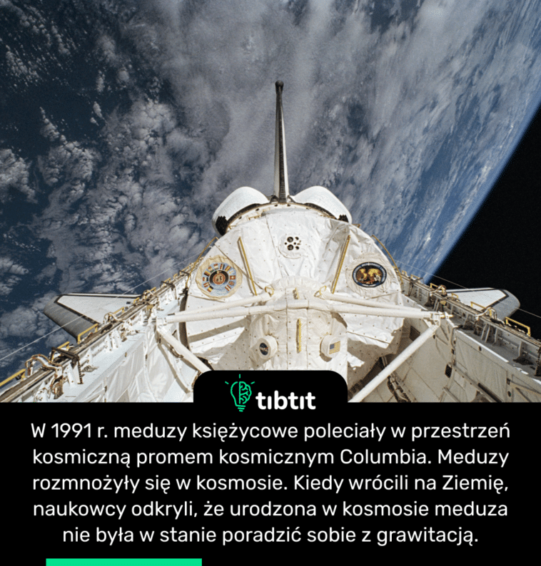 W 1991 r. meduzy księżycowe poleciały w przestrzeń kosmiczną promem kosmicznym Columbia. Meduzy rozmnożyły się w kosmosie. Kiedy wrócili na Ziemię, naukowcy odkryli, że urodzona w kosmosie meduza nie była w stanie poradzić sobie z grawitacją.