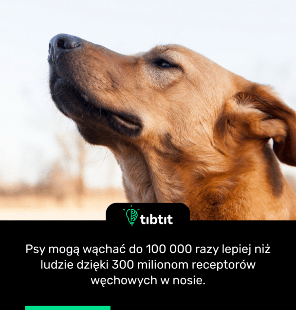 Psy mogą wąchać do 100 000 razy lepiej niż ludzie dzięki 300 milionom receptorów węchowych w nosie.