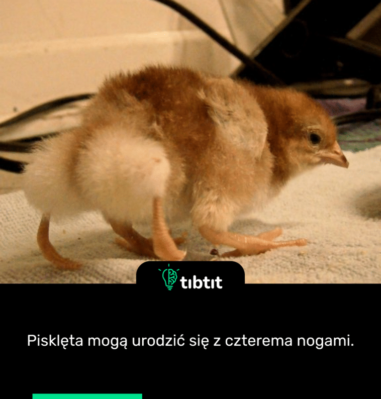 Pisklęta mogą urodzić się z czterema nogami.