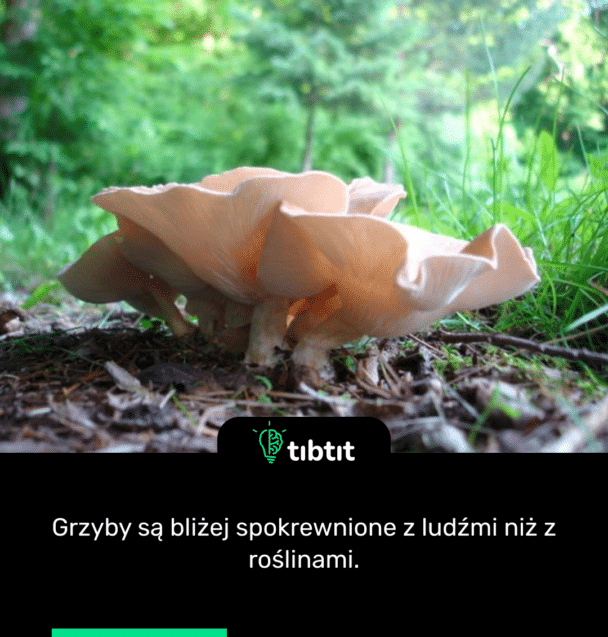 Grzyby są bliżej spokrewnione z ludźmi niż z roślinami.