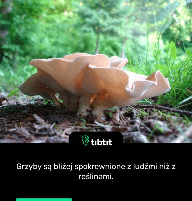 Grzyby są bliżej spokrewnione z ludźmi niż z roślinami.