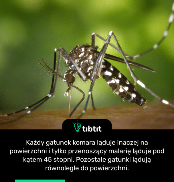 Każdy gatunek komara ląduje inaczej na powierzchni i tylko przenoszący malarię ląduje pod kątem 45 stopni. Pozostałe gatunki lądują równolegle do powierzchni.