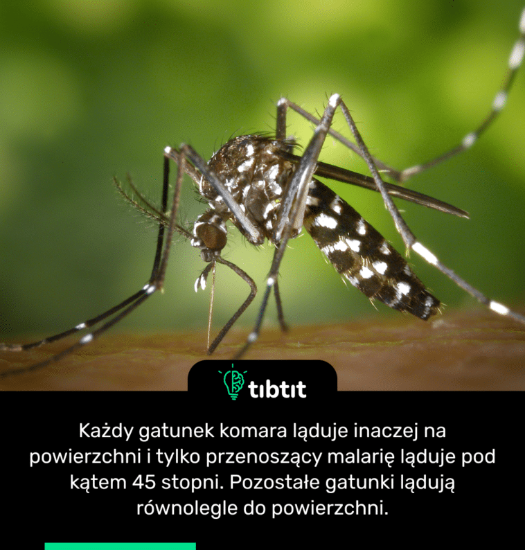 Każdy gatunek komara ląduje inaczej na powierzchni i tylko przenoszący malarię ląduje pod kątem 45 stopni. Pozostałe gatunki lądują równolegle do powierzchni.
