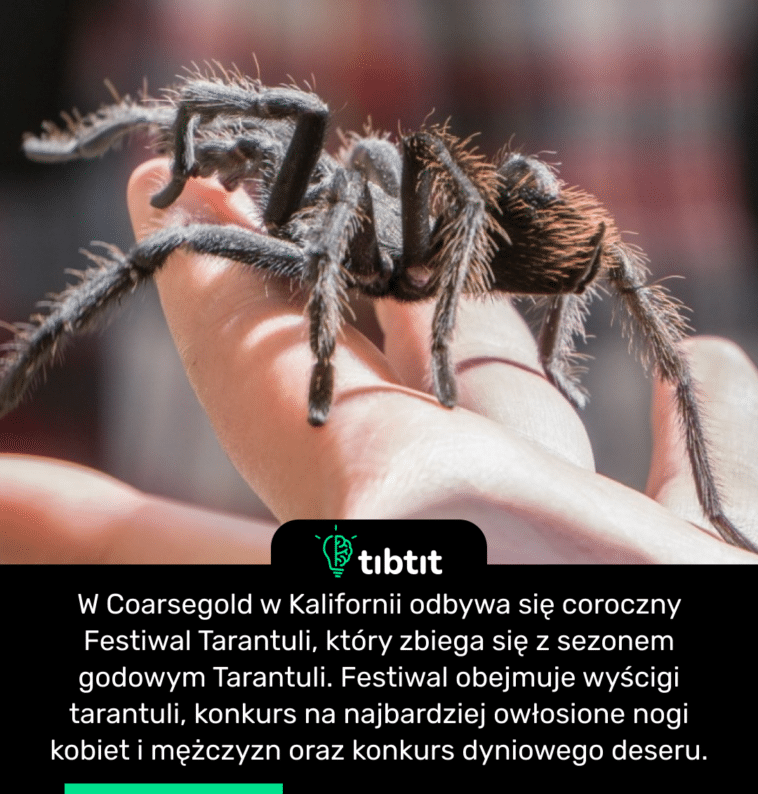 W Coarsegold w Kalifornii odbywa się coroczny Festiwal Tarantuli, który zbiega się z sezonem godowym Tarantuli. Festiwal obejmuje wyścigi tarantuli, konkurs na najbardziej owłosione nogi kobiet i mężczyzn oraz konkurs dyniowego deseru.