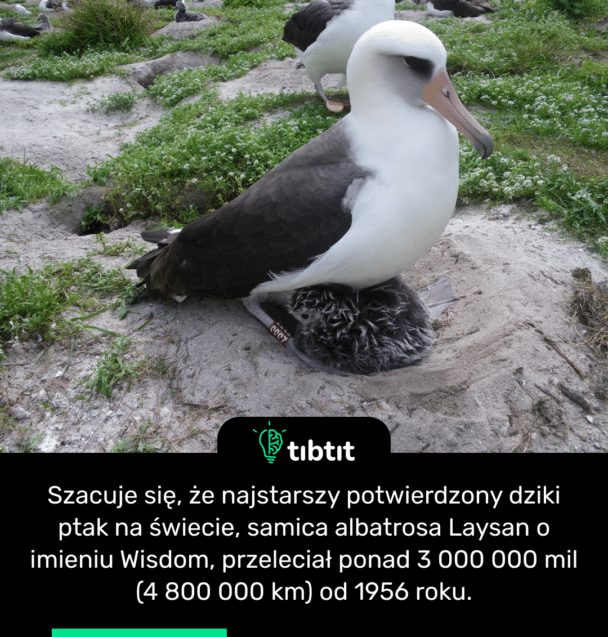 Szacuje się, że najstarszy potwierdzony dziki ptak na świecie, samica albatrosa Laysan o imieniu Wisdom, przeleciał ponad 3 000 000 mil (4 800 000 km) od 1956 roku.