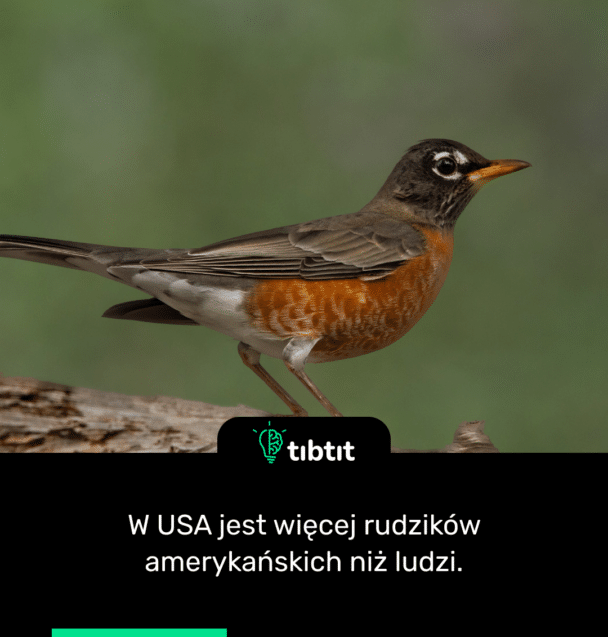 W USA jest więcej rudzików amerykańskich niż ludzi.