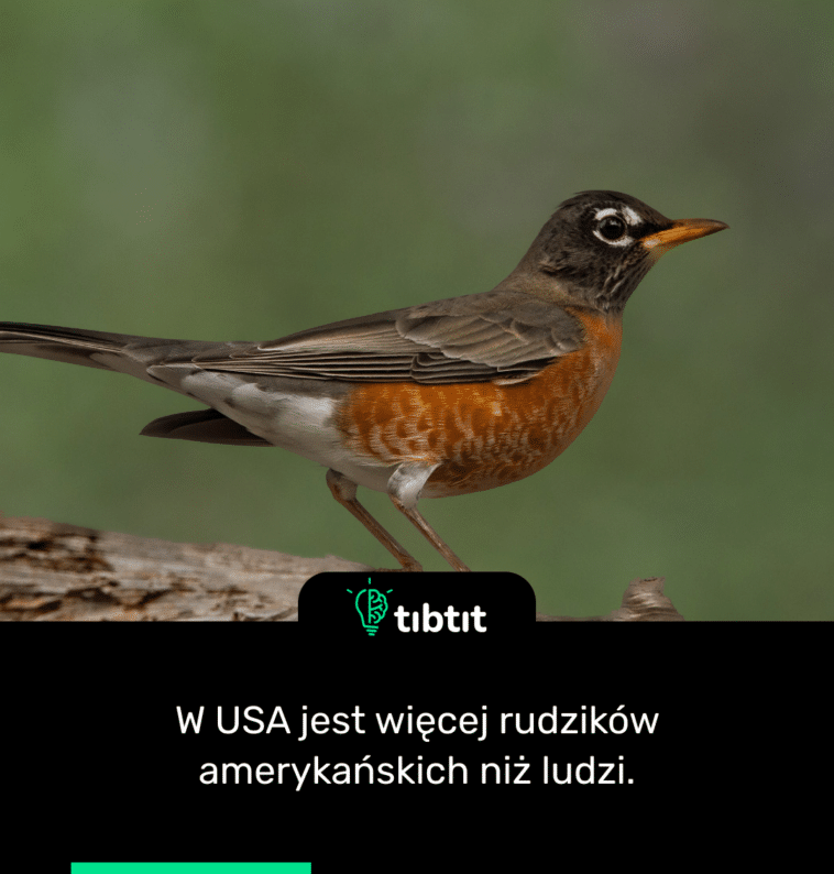 W USA jest więcej rudzików amerykańskich niż ludzi.