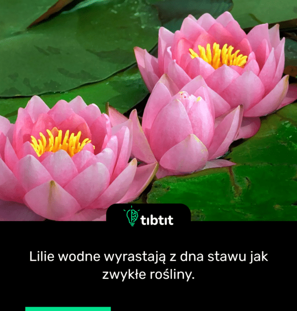 Lilie wodne wyrastają z dna stawu jak zwykłe rośliny.