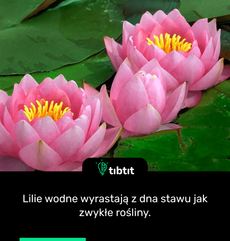 Lilie wodne wyrastają z dna stawu jak zwykłe rośliny.