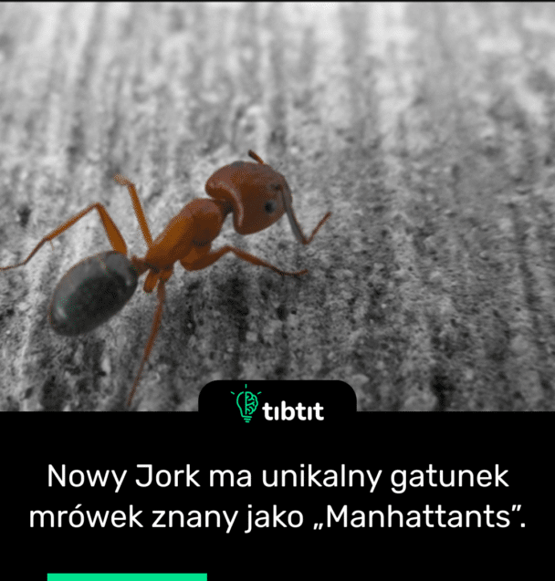 Nowy Jork ma unikalny gatunek mrówek znany jako „Manhattants”.