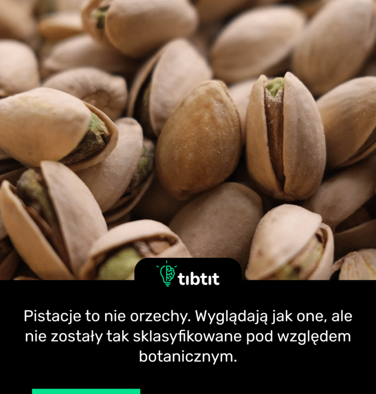 Pistacje to nie orzechy. Wyglądają jak one, ale nie zostały tak sklasyfikowane pod względem botanicznym.