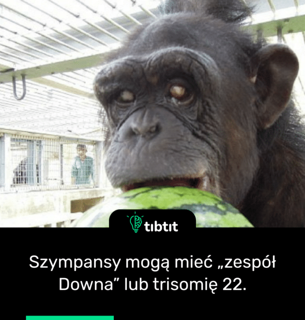 Szympansy mogą mieć „zespół Downa” lub trisomię 22.