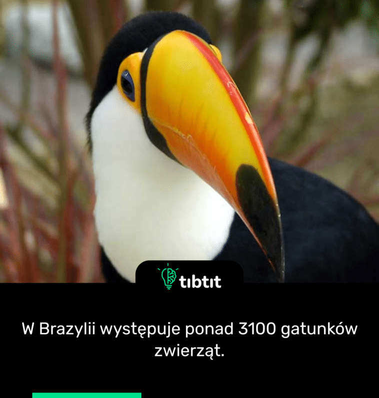 W Brazylii występuje ponad 3100 gatunków zwierząt.