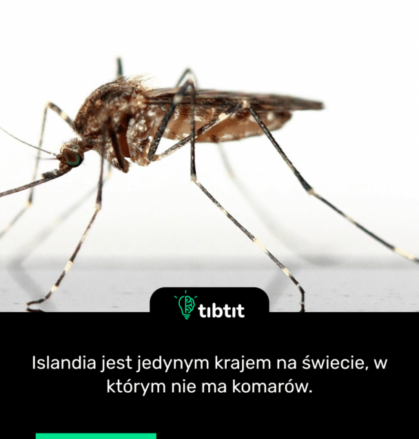 Islandia jest jedynym krajem na świecie, w którym nie ma komarów.