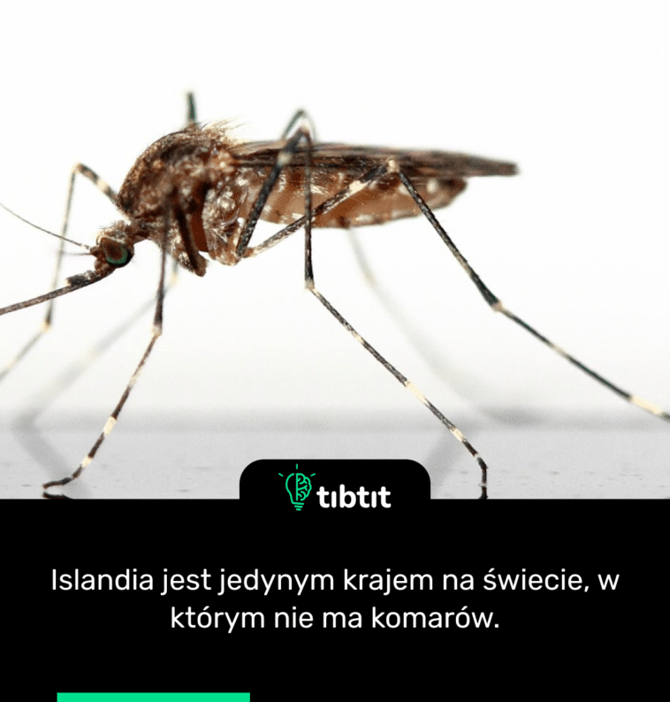 Islandia jest jedynym krajem na świecie, w którym nie ma komarów.