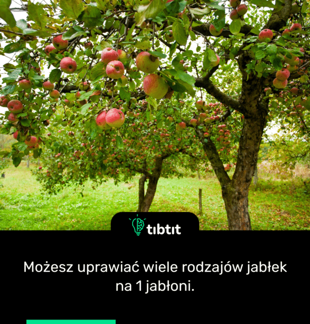 Możesz uprawiać wiele rodzajów jabłek na 1 jabłoni.