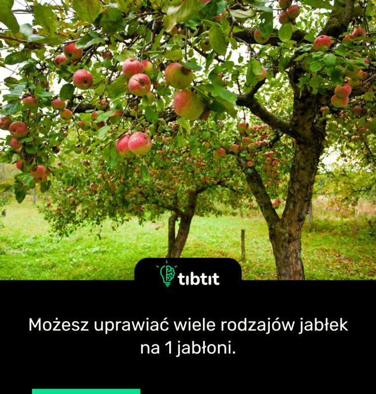 Możesz uprawiać wiele rodzajów jabłek na 1 jabłoni.
