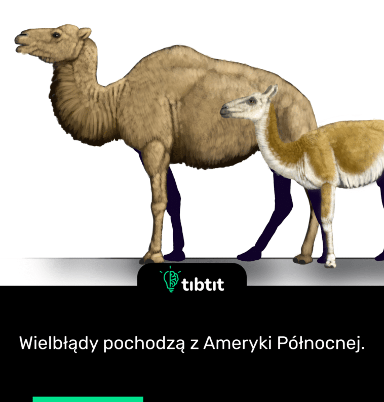 Wielbłądy pochodzą z Ameryki Północnej.