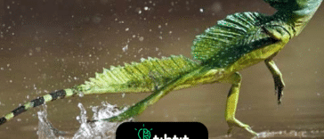 Bazyliszek jest nazywany jaszczurką Jezusa Chrystusa ze względu na jego zdolność do biegania lub chodzenia po wodzie. Robi to poprzez manipulowanie napięciem powierzchniowym wody dzięki specjalnej konstrukcji ich stóp.